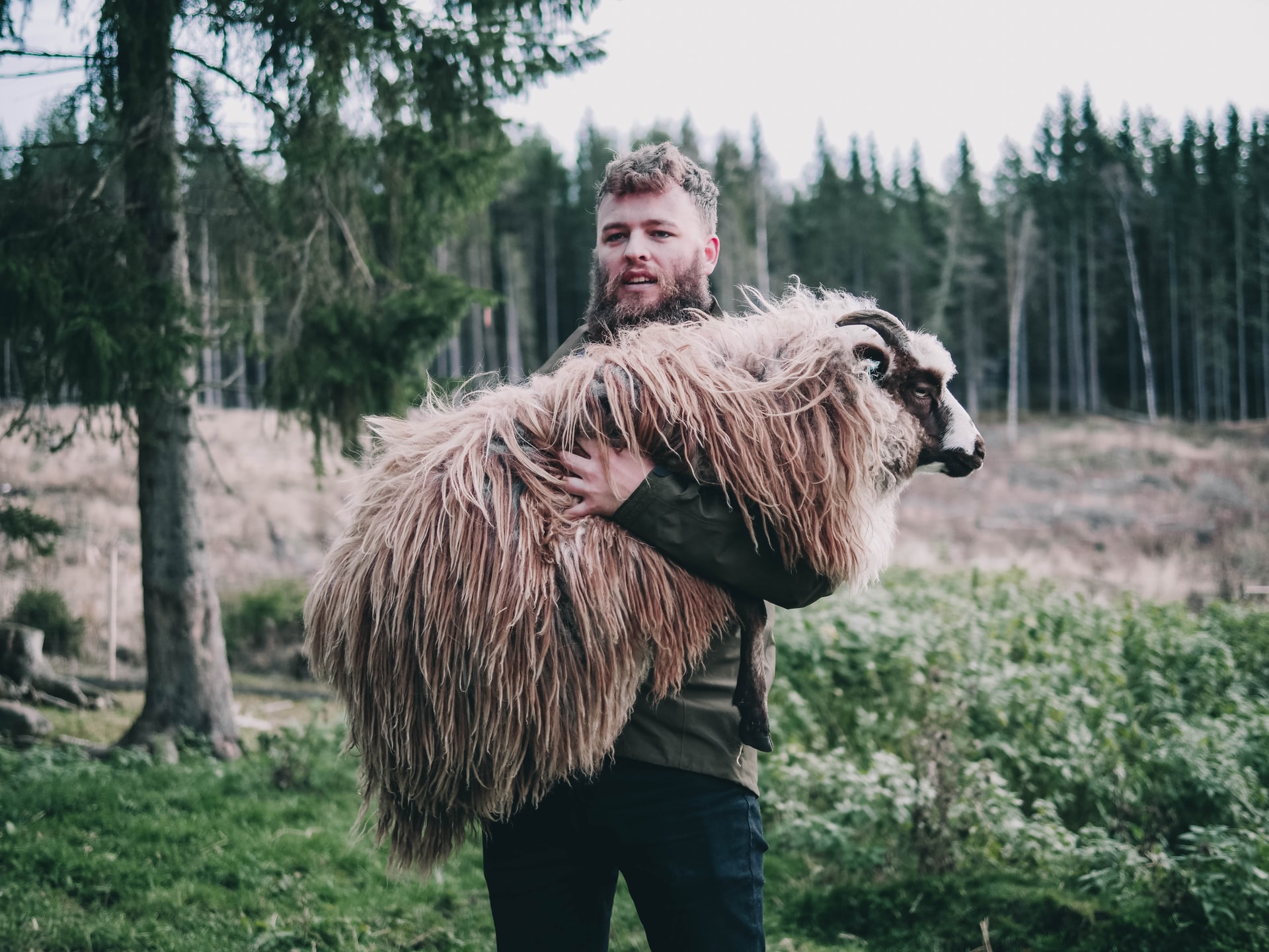 Pastor de ovelhas segurando um carneiro em seus braços, em pasto.